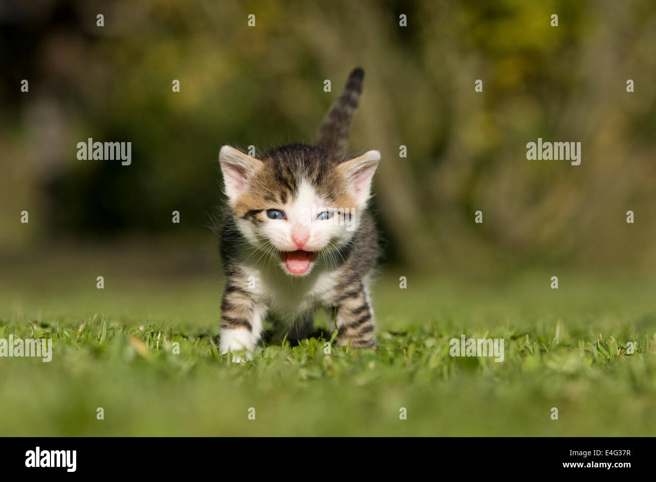 domestic Cat, kitten miaowing on a meadow Stock Photo