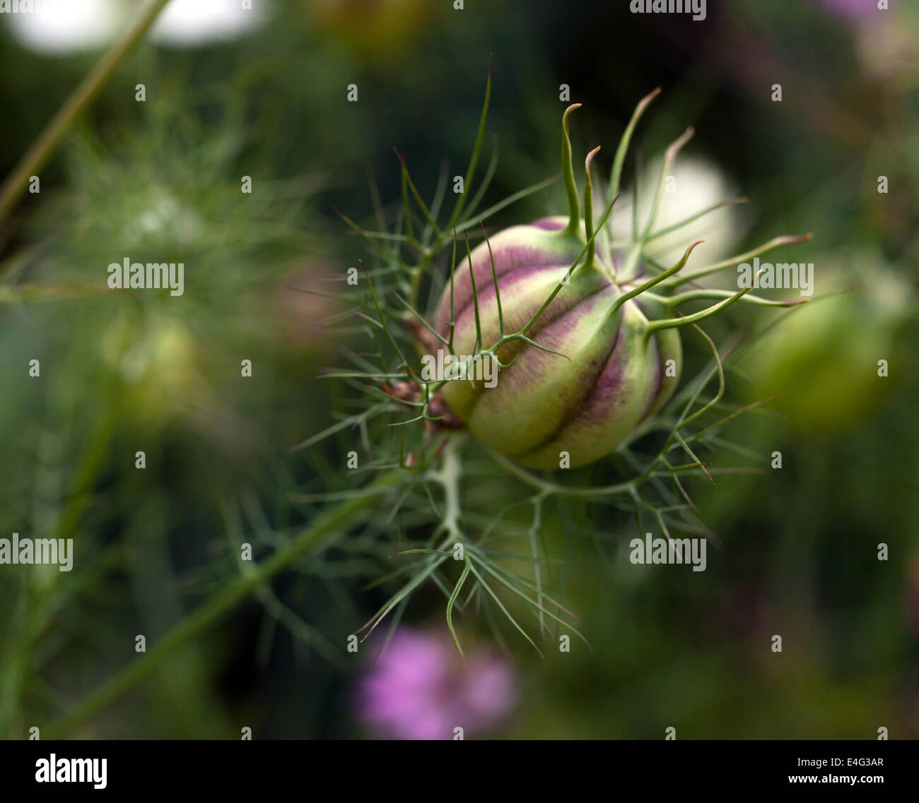 Macro image of a Nigella damascena seed pod (Loveinamist Stock Photo