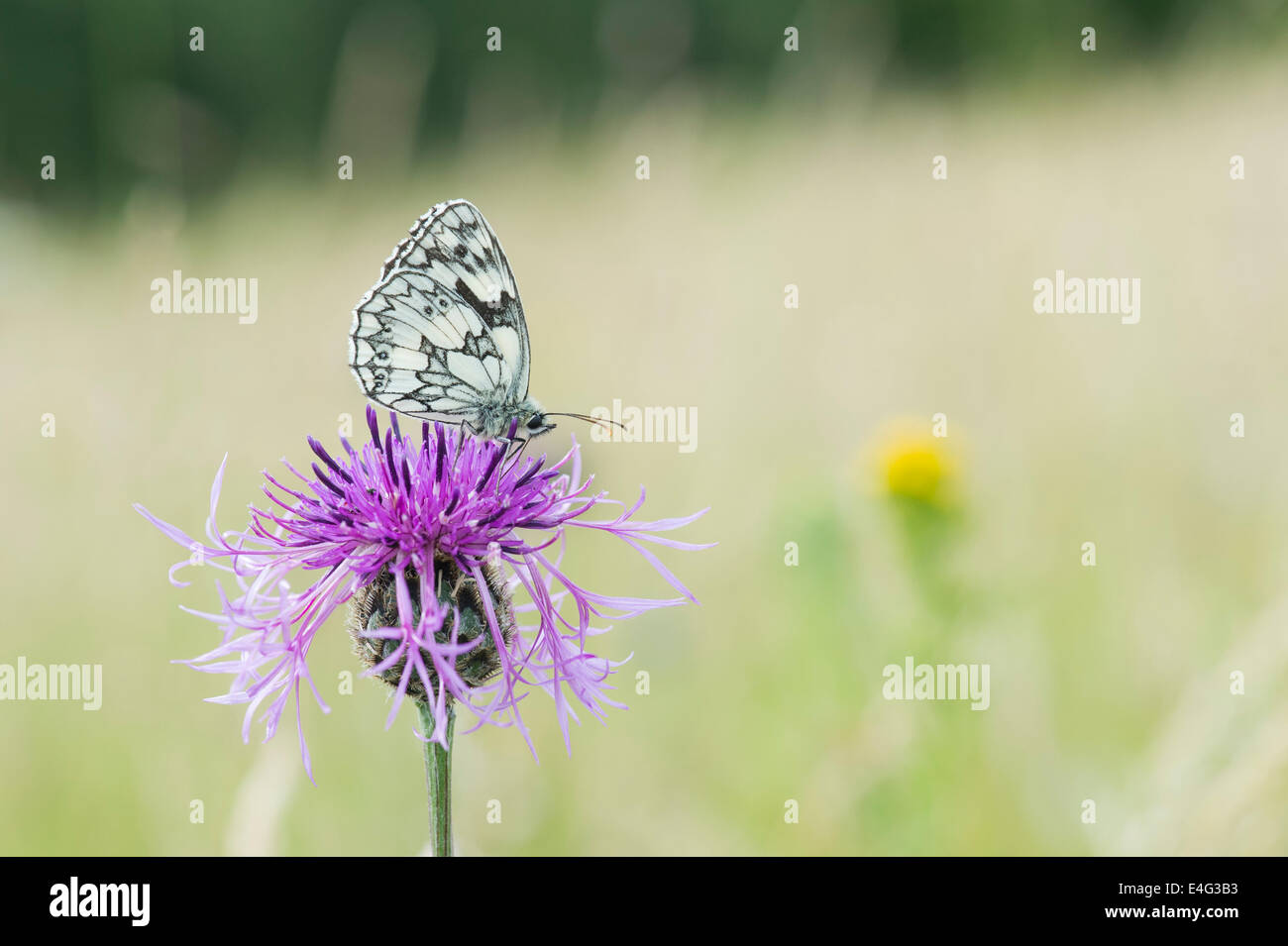 Marbled white butterfly on a centaurea flower in the english countryside Stock Photo