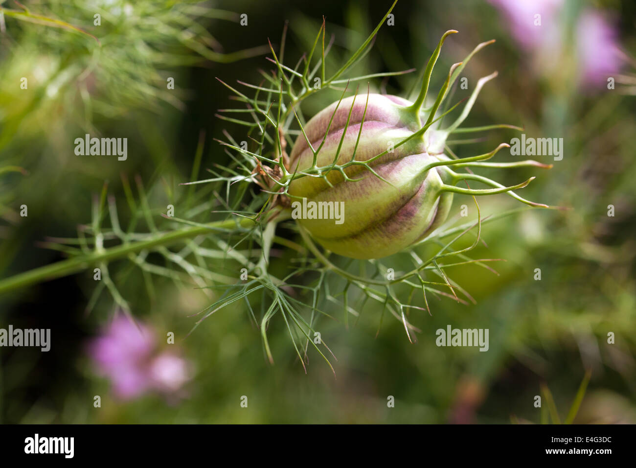 Macro image of a Nigella damascena seed pod (Loveinamist Stock Photo