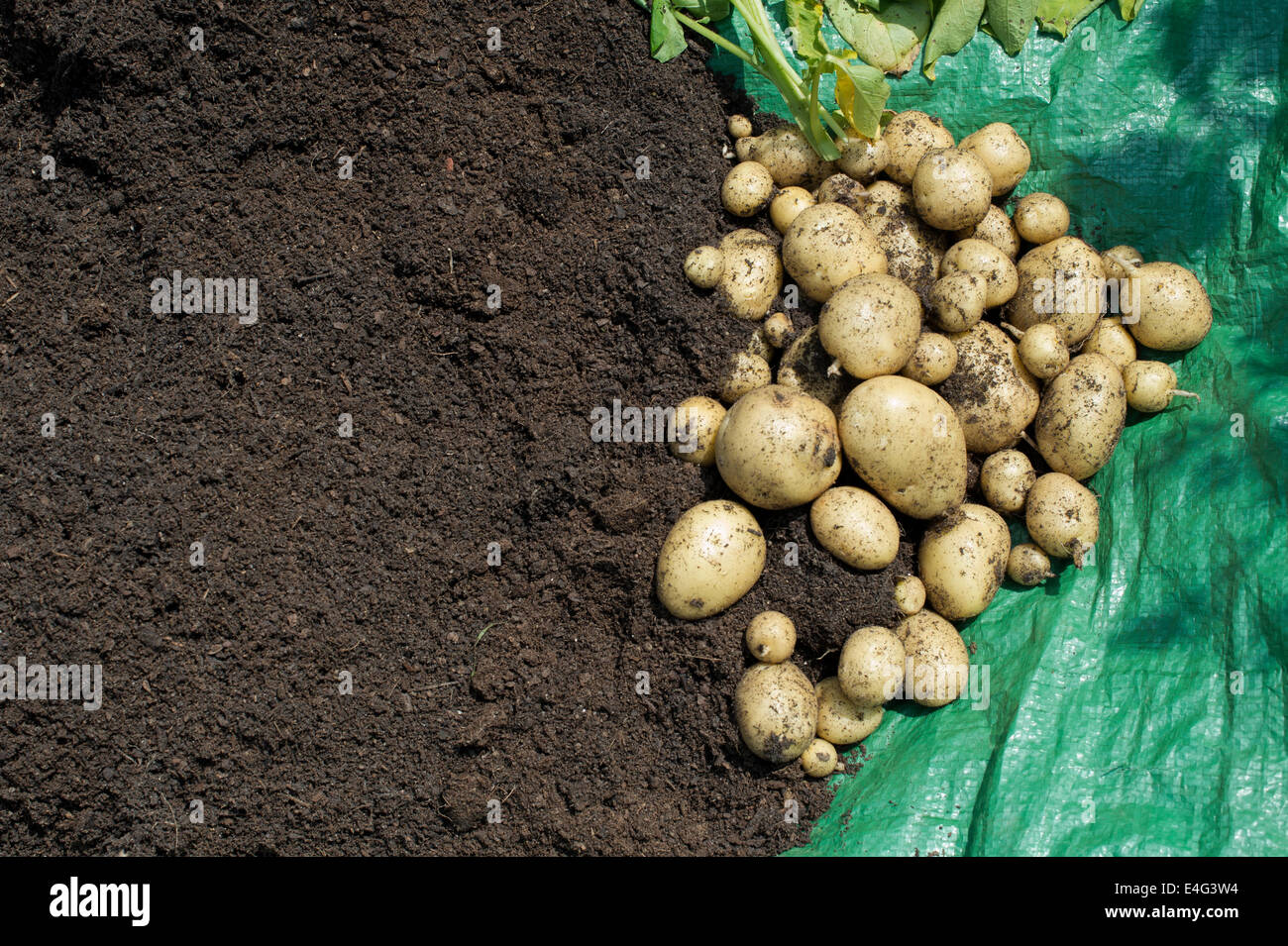 Harvested Potato Orla with compost and tops in an English garden Stock Photo