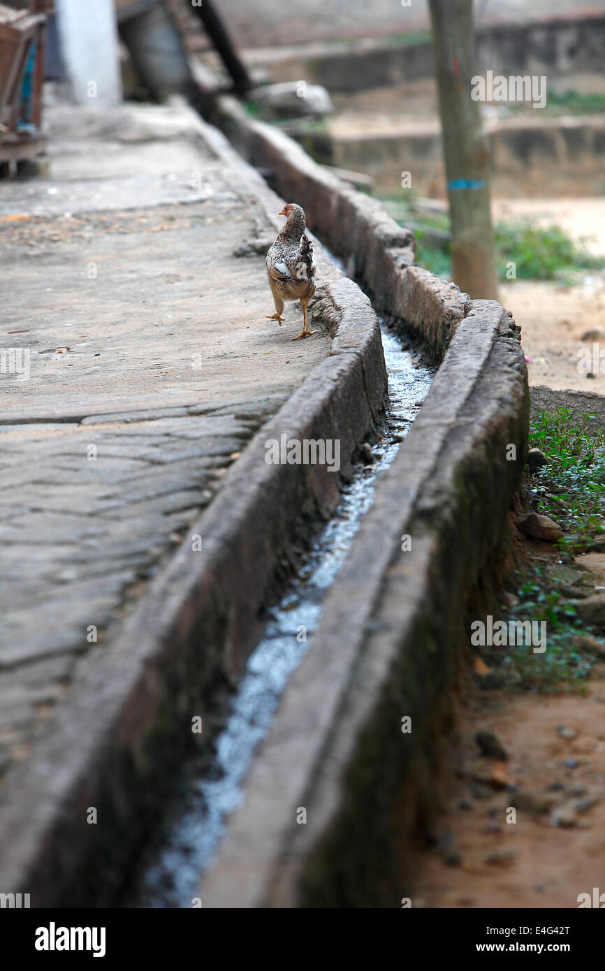 Chicken running around in an african backyard Stock Photo