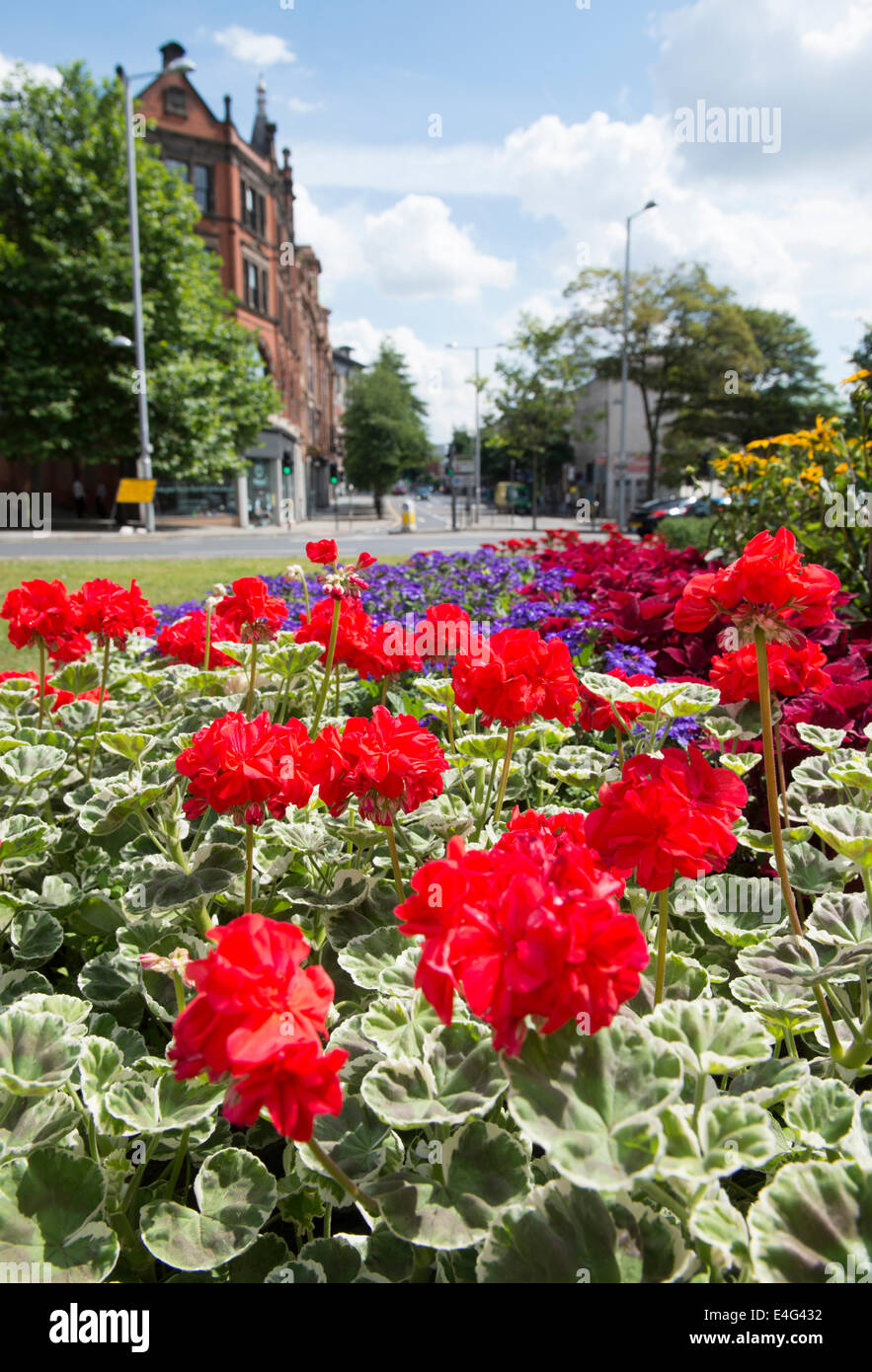 Pretty red flowers on a traffic island in Nottingham City, Nottinghamshire England UK Stock Photo