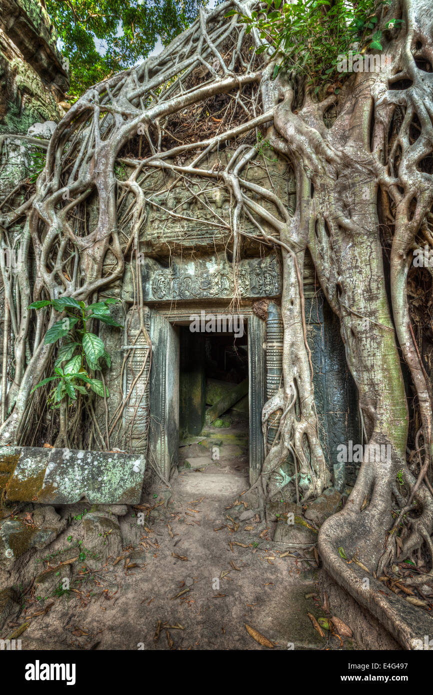 High dynamic range (hdr) image of ancient stone door and tree roots, Ta Prohm temple ruins, Angkor, Cambodia Stock Photo