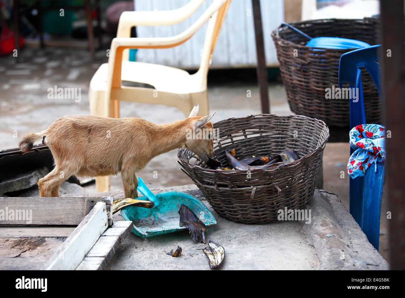 Young african goat eats plantain out of a basket Stock Photo