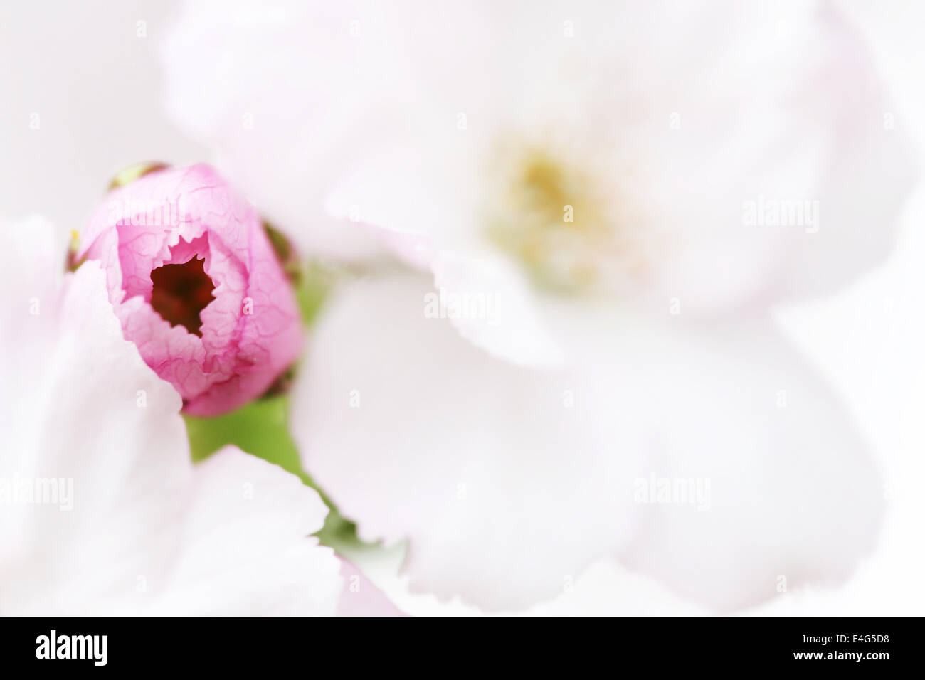 white and pink apple bloom flower Stock Photo