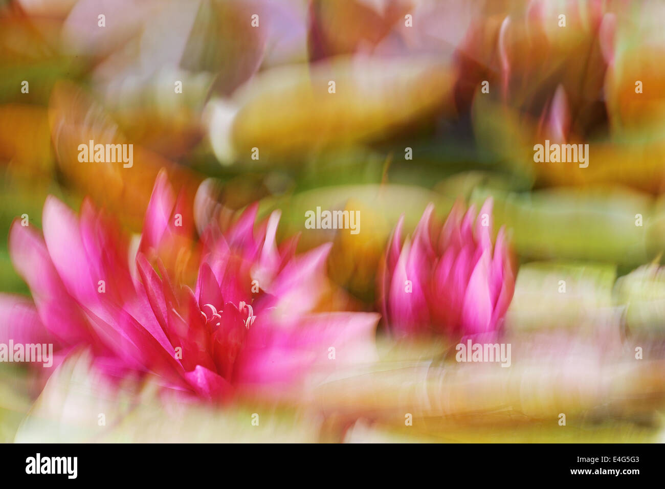 Impressionistic water lily Stock Photo