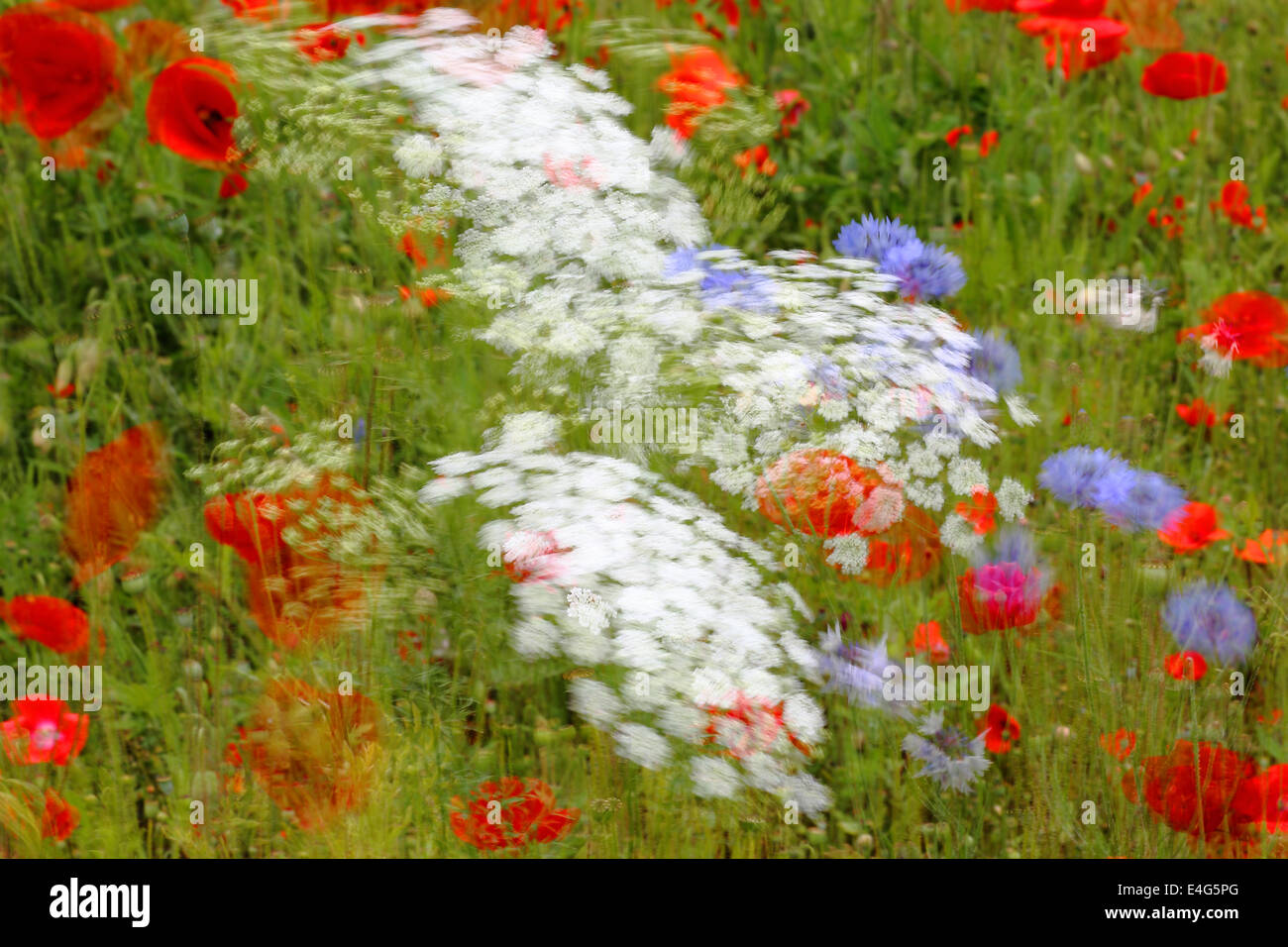 Poppies and Achillea meadow Stock Photo