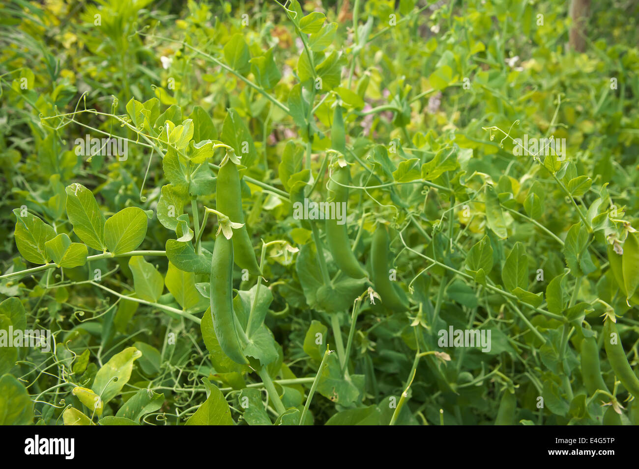 Green peas in the garden Stock Photo - Alamy