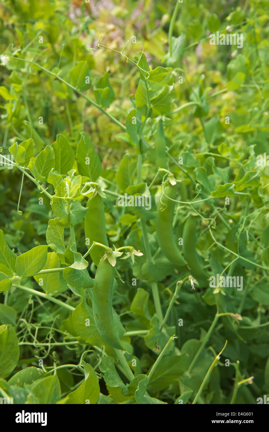 Green peas in the garden Stock Photo - Alamy