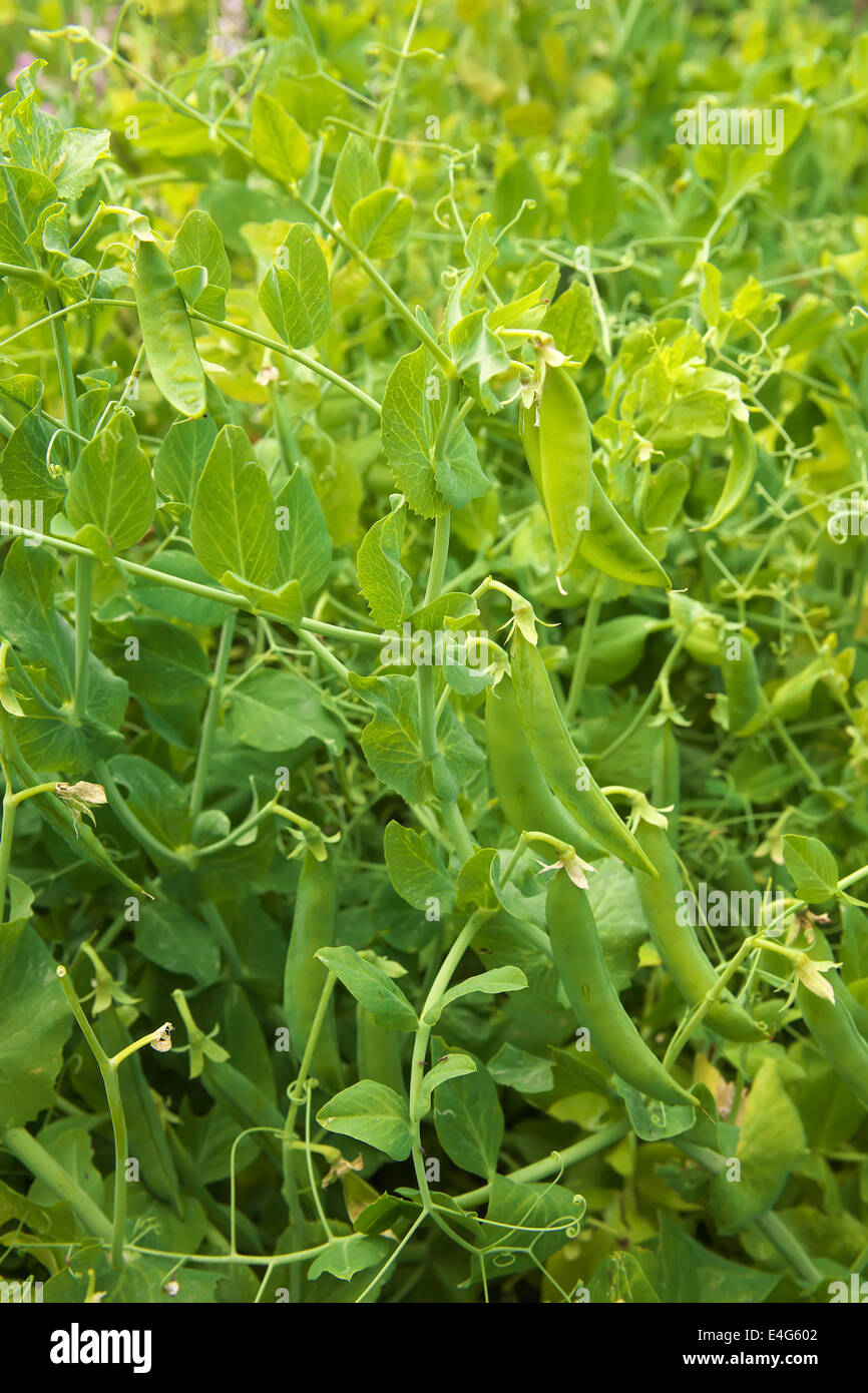 Green peas in the garden Stock Photo - Alamy