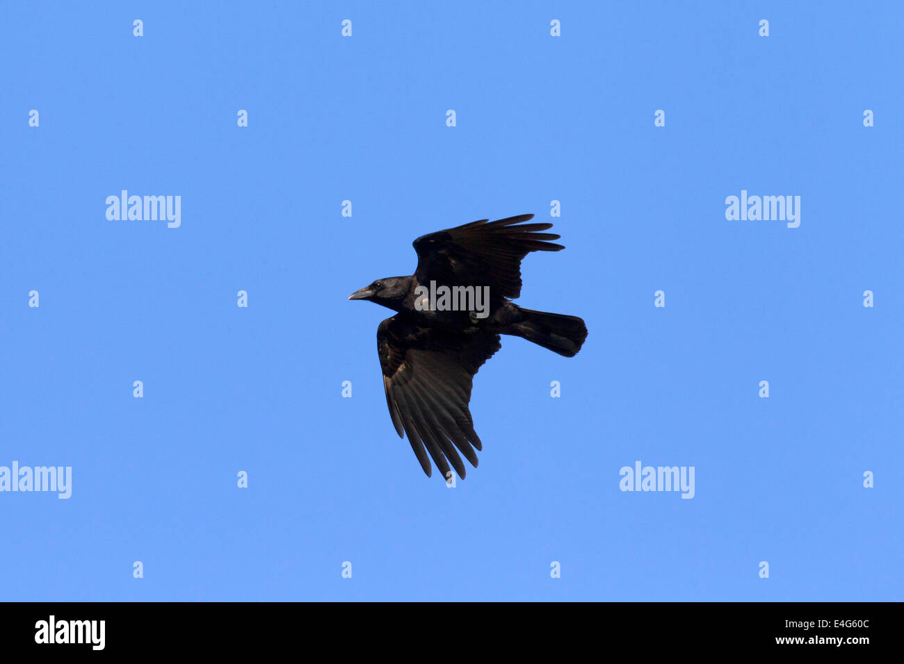 Carrion crow (Corvus corone) in flight Stock Photo