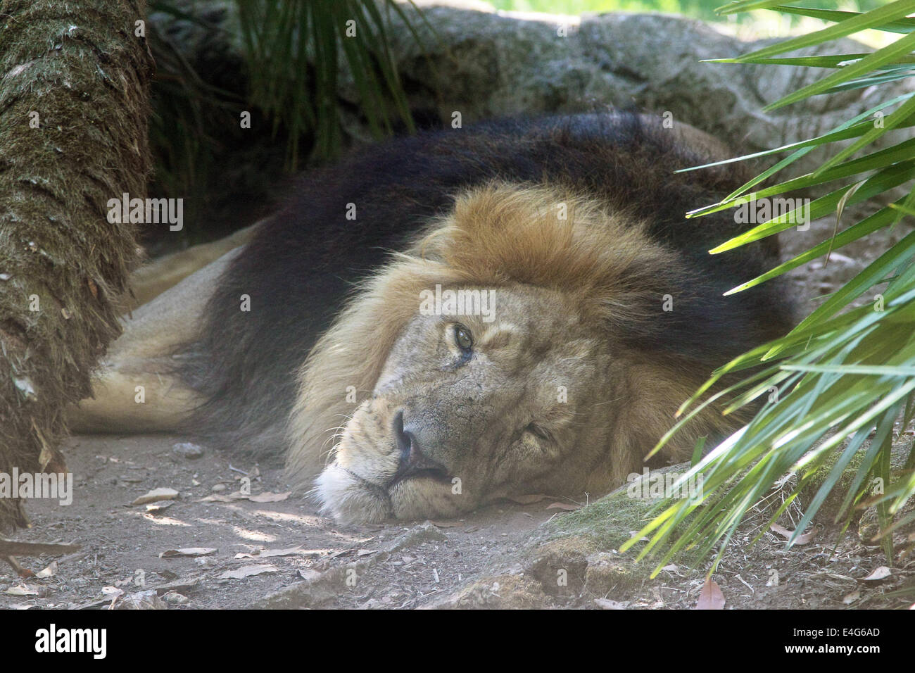 A lion (Panthera leo) is sleeping on the ground between the vegetation Stock Photo