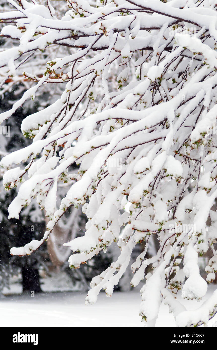 Late snow storm loading the branches of a budding fruit tree in central Colorado Stock Photo Alamy