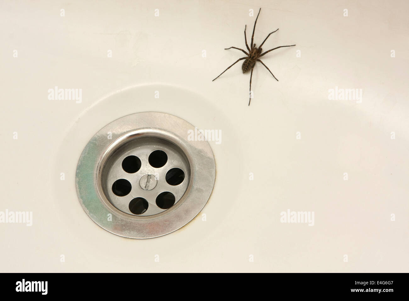 House spider, Tegenaria duellica Stock Photo
