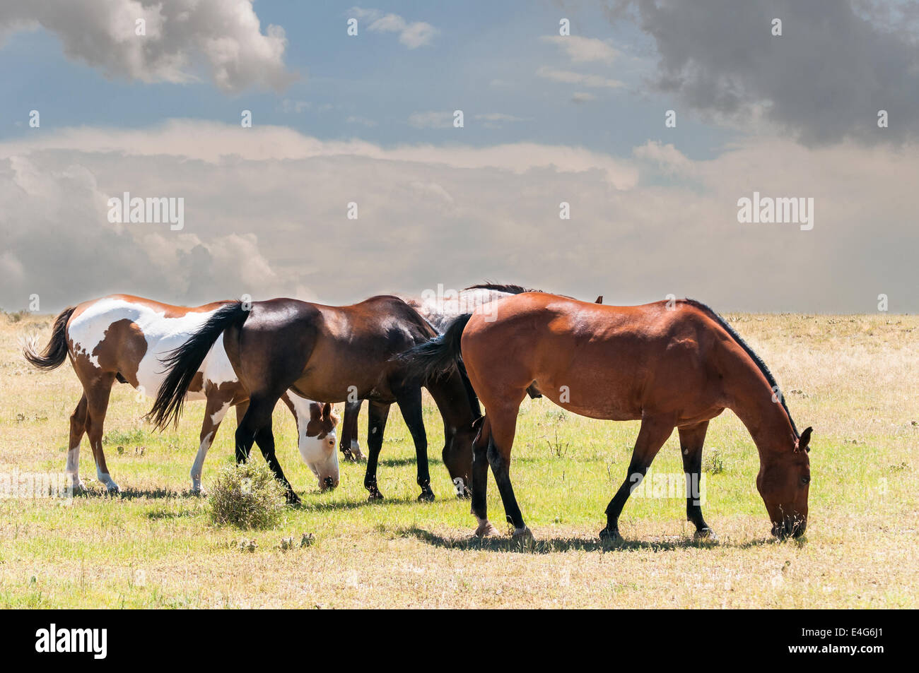 Four horses grazing while clouds build on the horizon. Stock Photo