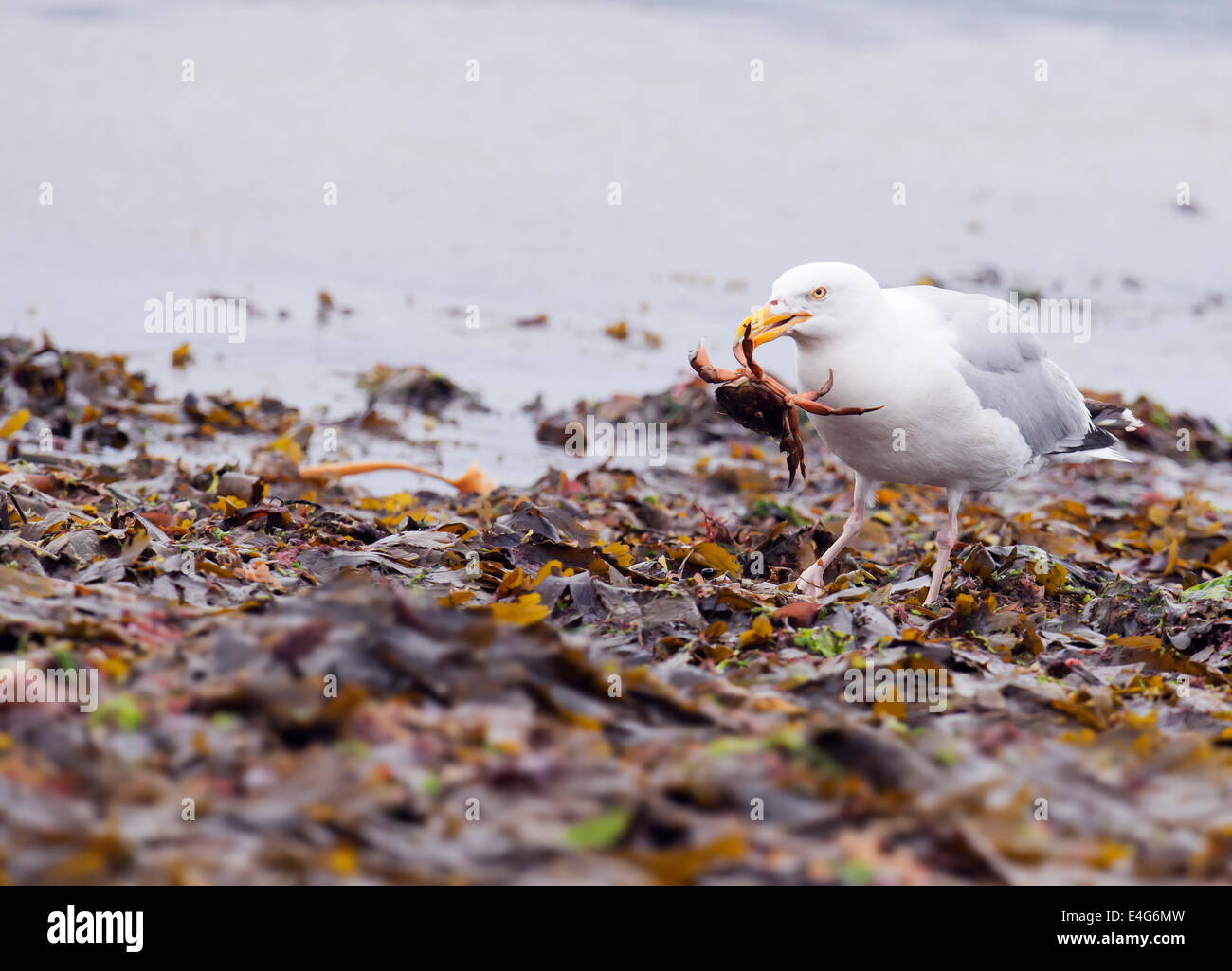 Herring Gull Larus argentatus with crab caught from the shoreline of the Moray firth, Scotland Stock Photo