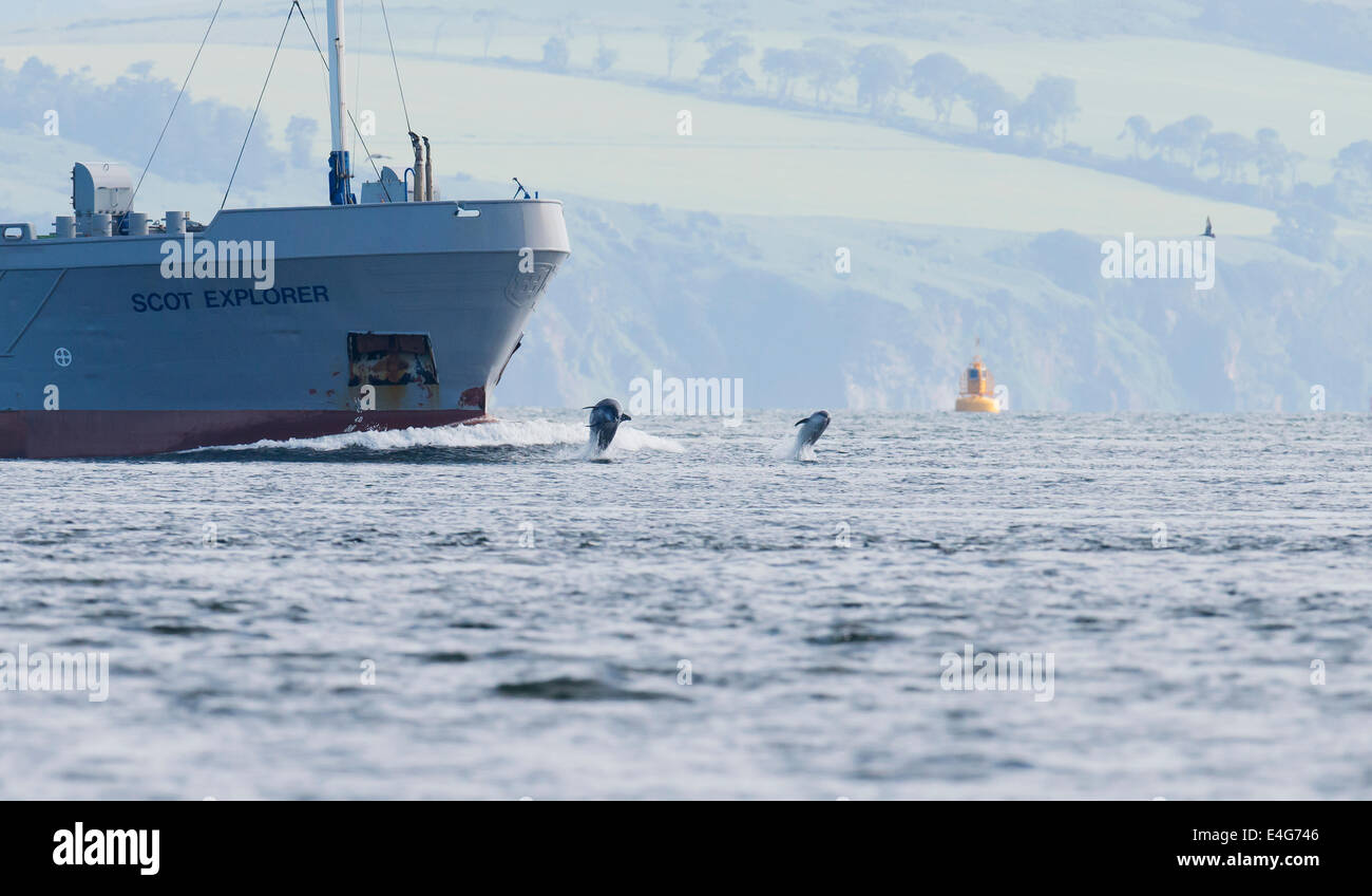 Two Bottlenose Dolphins bow riding ship in Moray Firth, Scotland Stock Photo