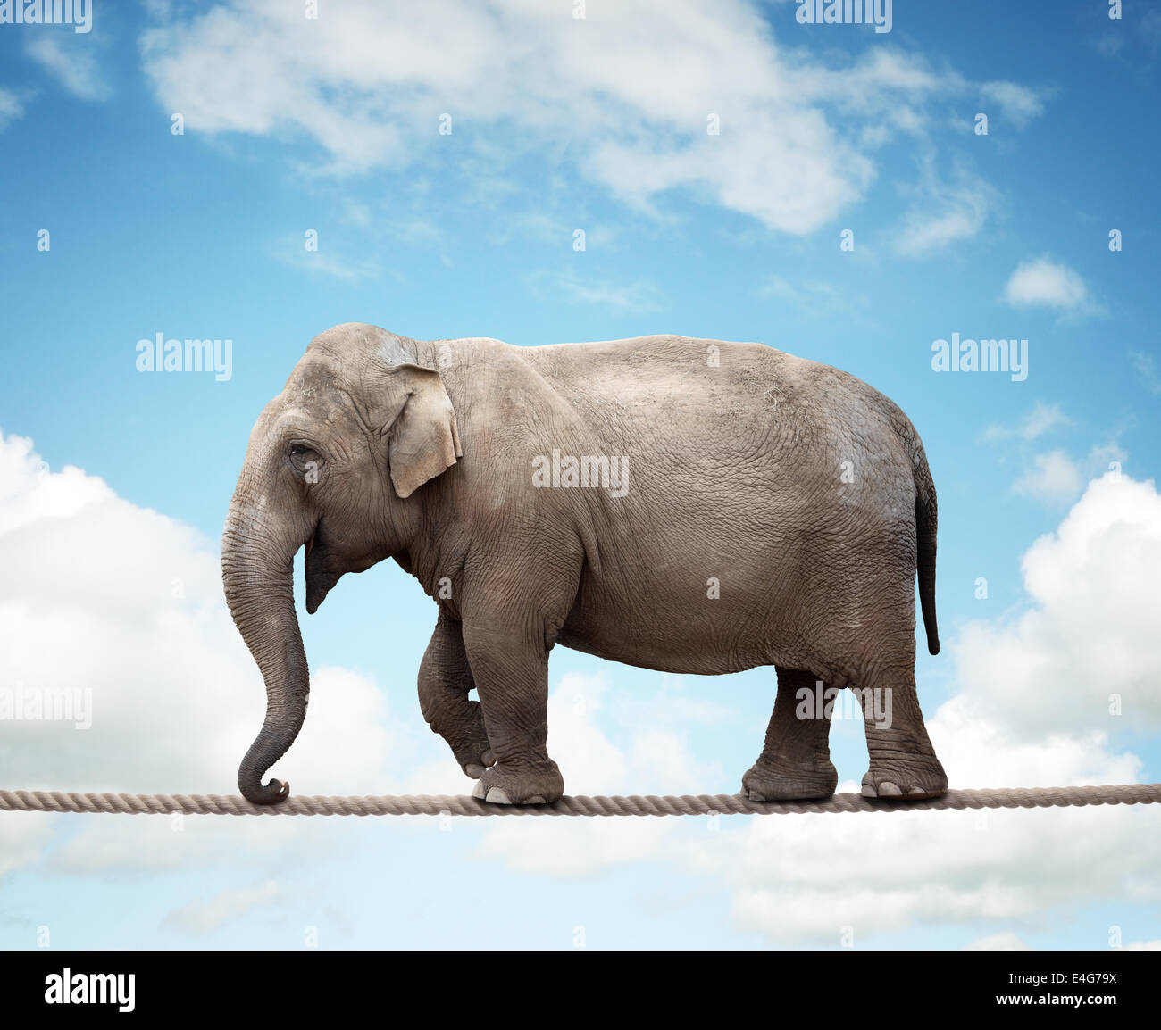 Elephant on tightrope Stock Photo