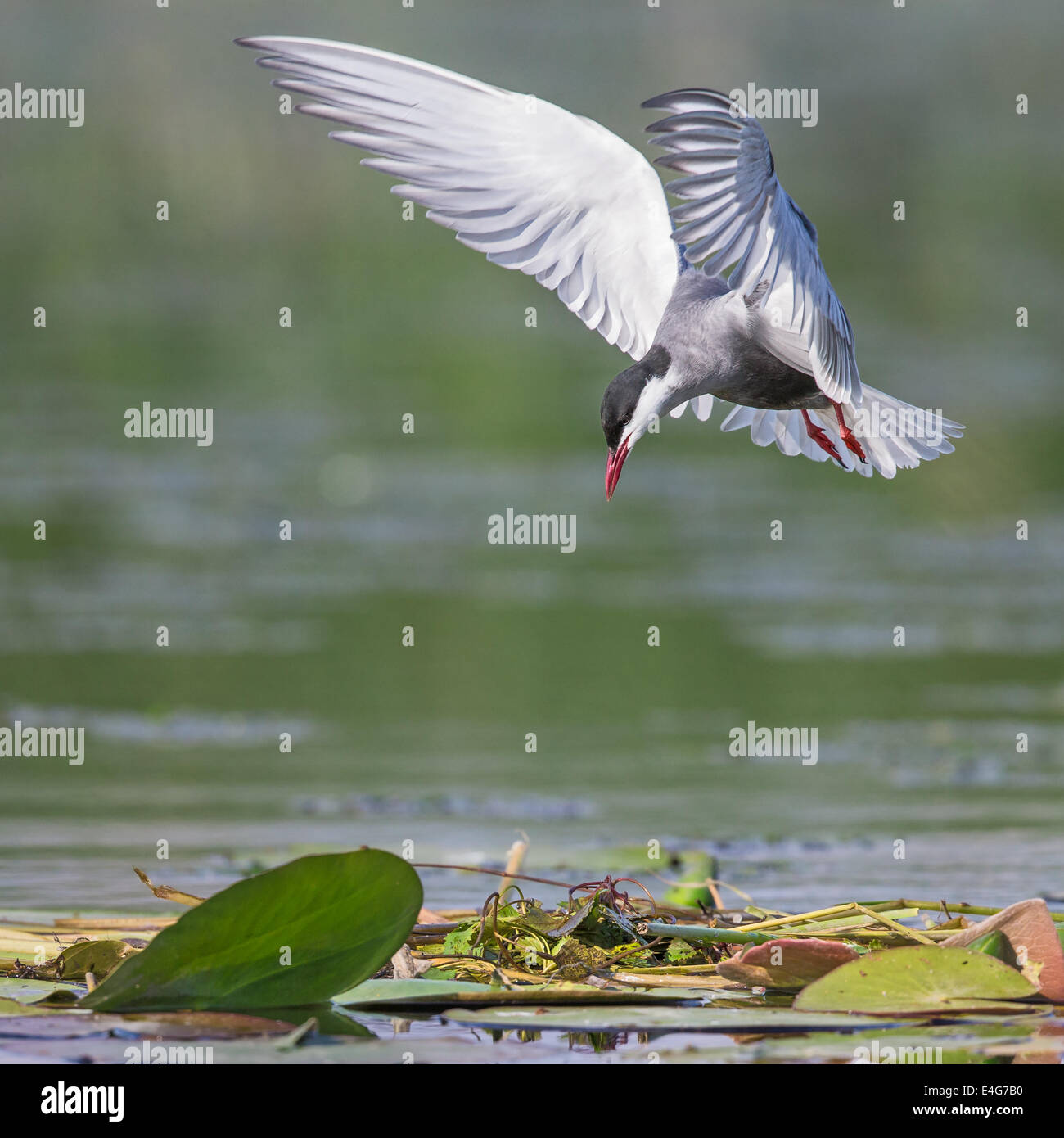Whiskered Tern (Chlidonias hybrida) flying low over a marshland lake Stock Photo