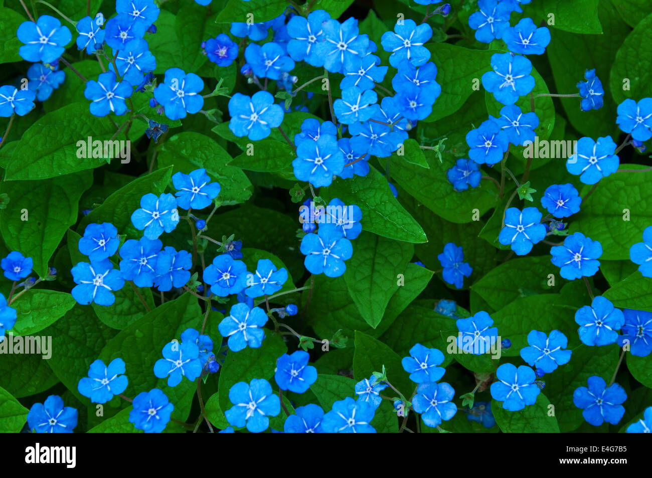 Forget me not wallpaper Stock Photo - Alamy