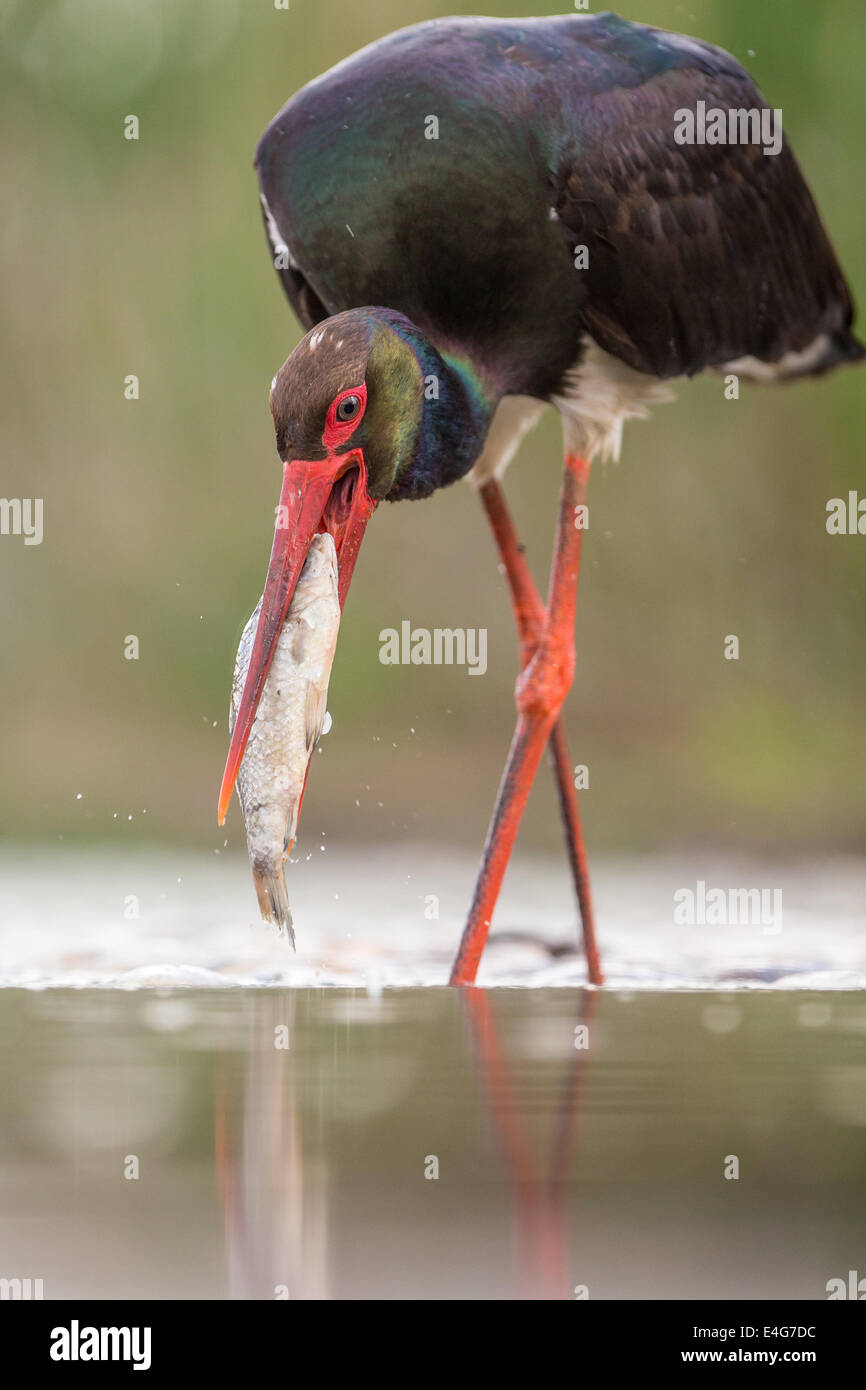 Black Stork (Ciconia nigra) catching a fish Stock Photo