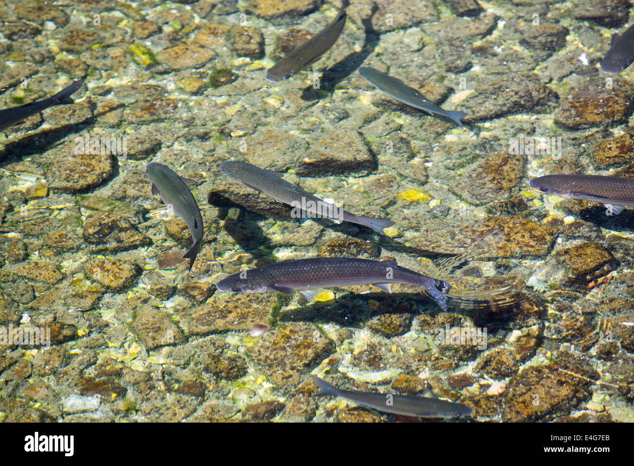Fish swimming in a stream in Sivota, Greece Stock Photo - Alamy