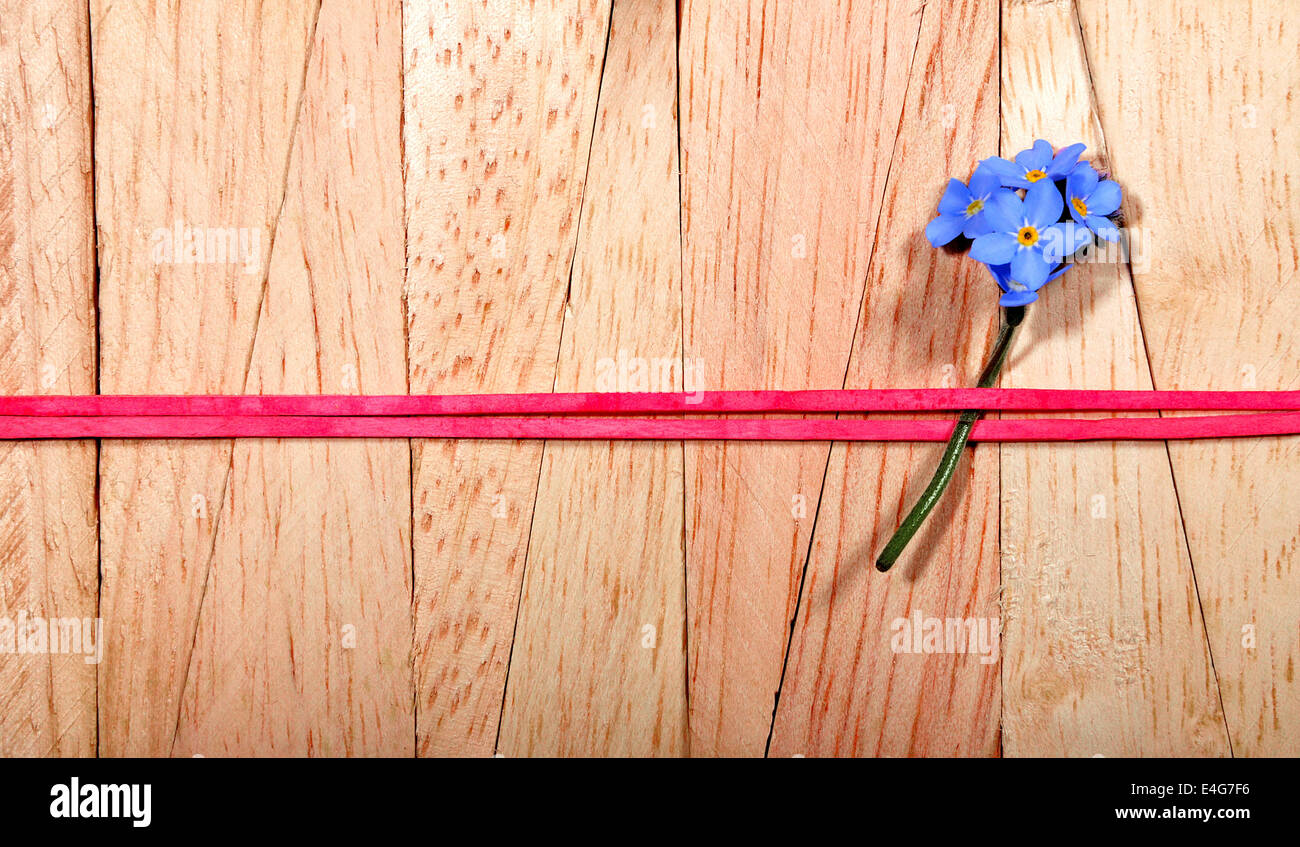 'forget me not'-flower fixed with a red ribbon band on a wooden wall Stock Photo