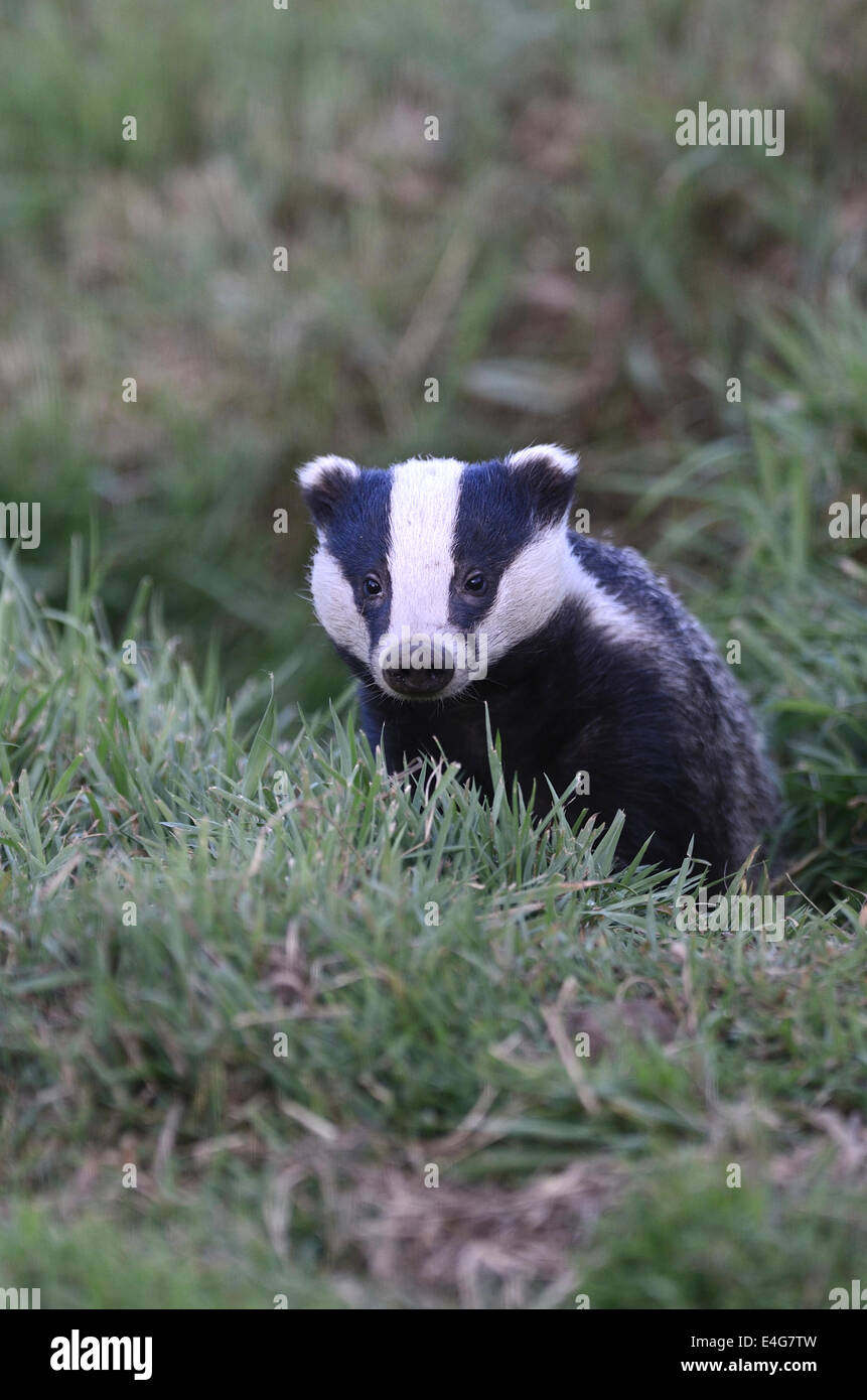 One young badger cub out foraging UK Stock Photo