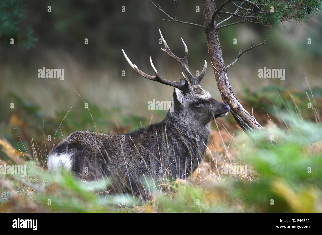 Sika stag during the autumn rut UK Stock Photo