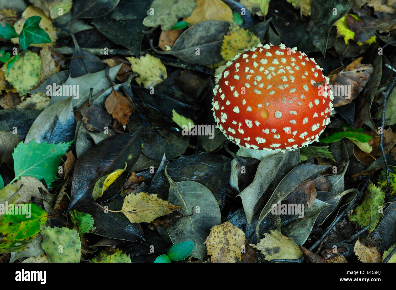 One fly agaric toadstool Stock Photo