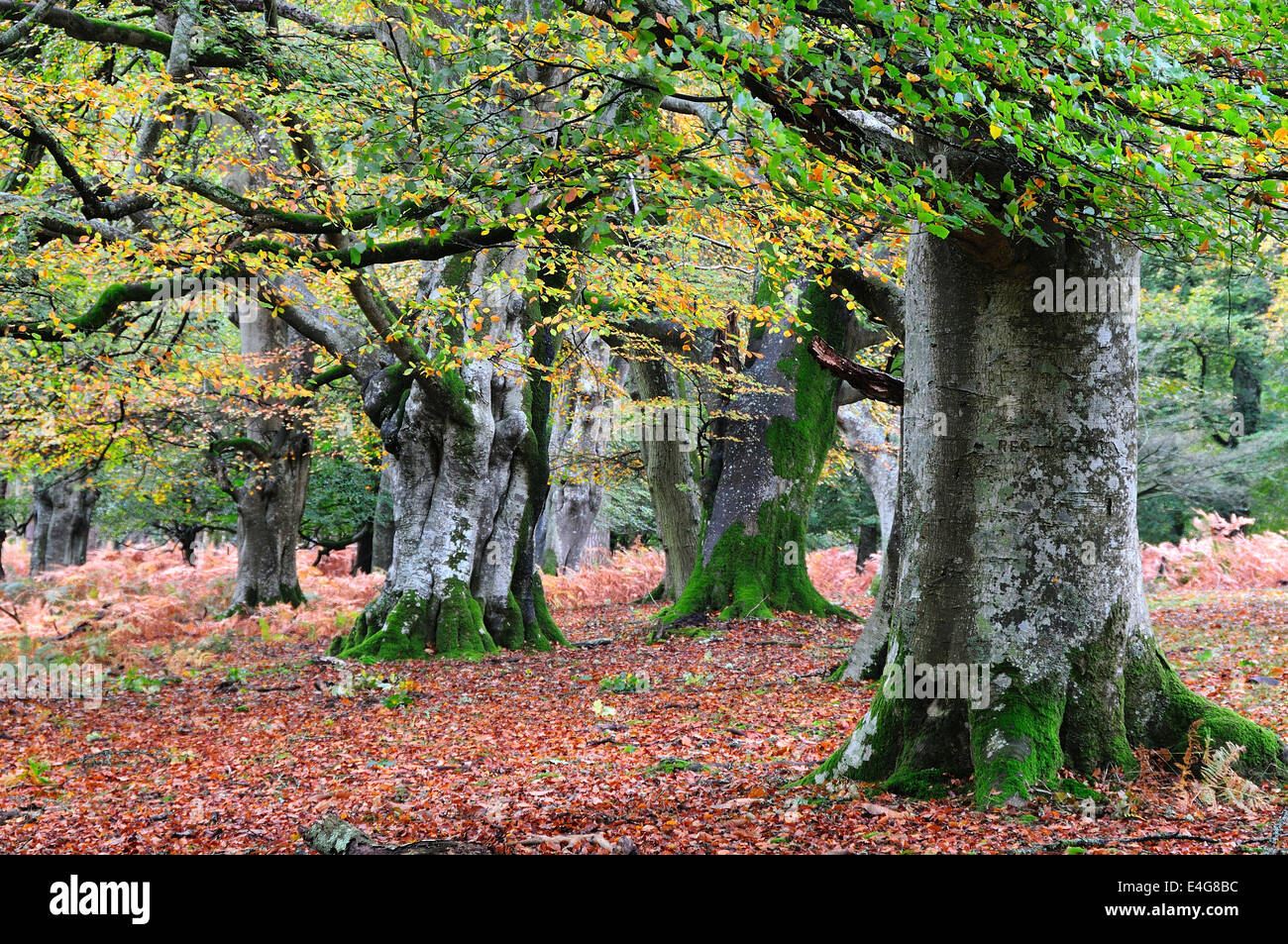 Beech trees in Mark Ash Wood, New Forest, Hampshire, UK Autumn Stock Photo