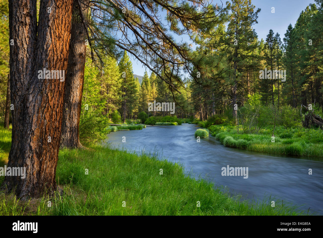 Metolius River, Deschutes National Forest, Central Oregon Stock Photo