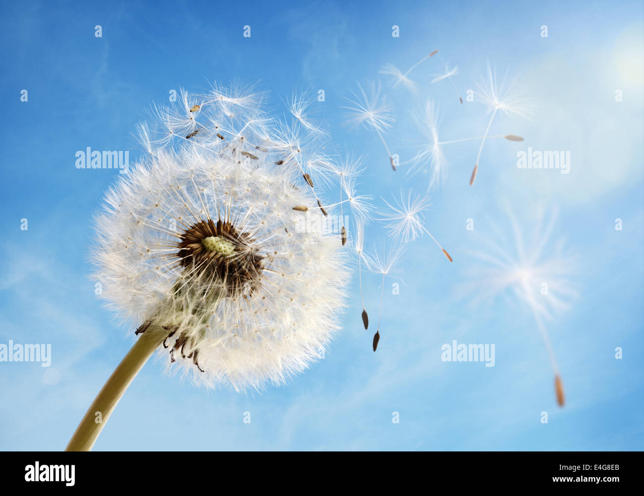 Dandelion clock dispersing seed Stock Photo