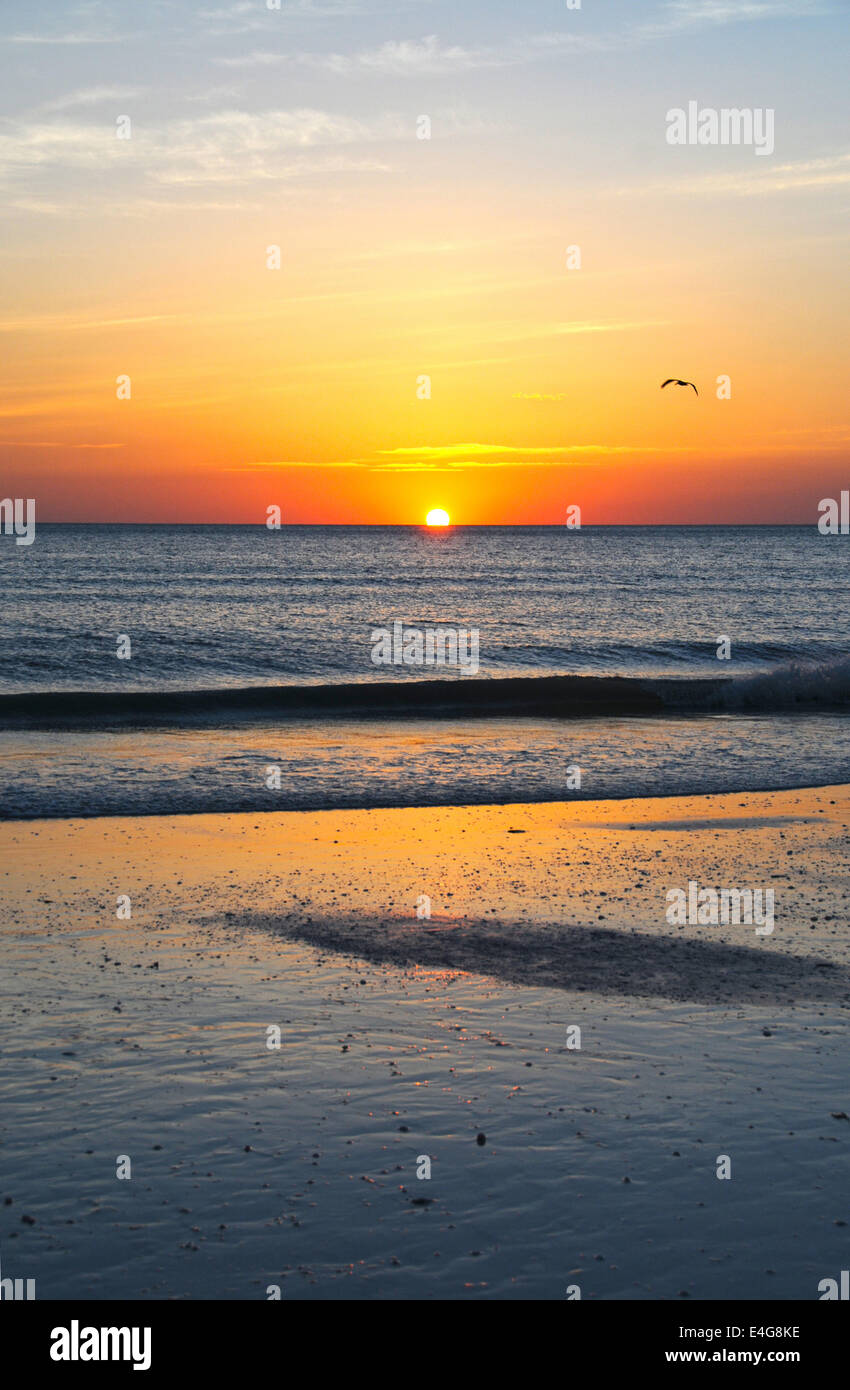 USA Florida Marco Island sunset beach waves bird Stock Photo