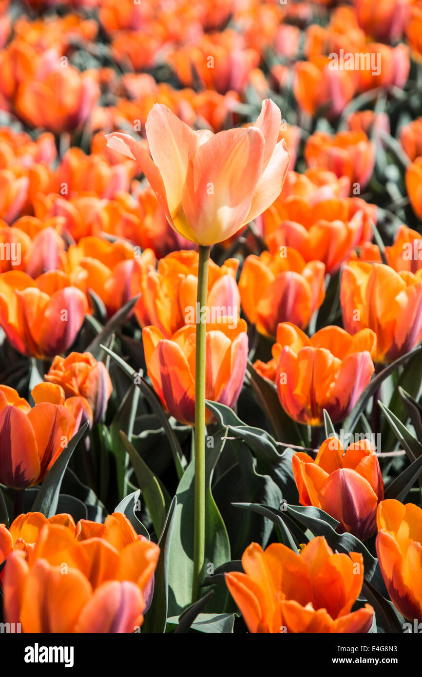 Flower bed with orange tulips Stock Photo