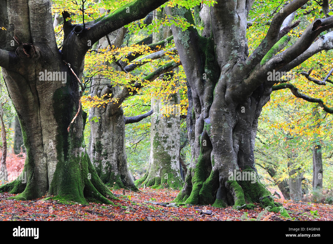 Beech trees in Mark Ash Wood, New Forest, Hampshire, UK Autumn Stock