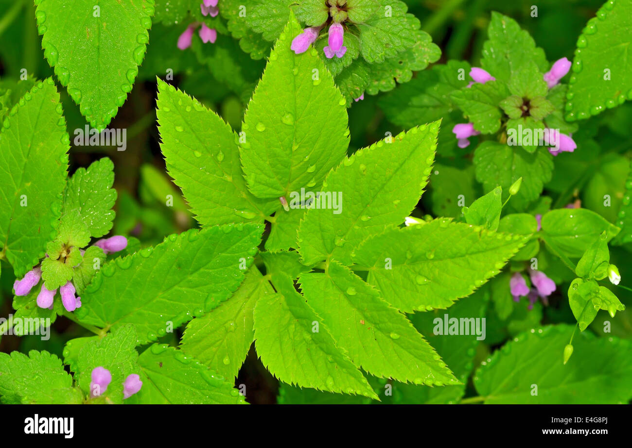green foliage of a healthy plant Stock Photo