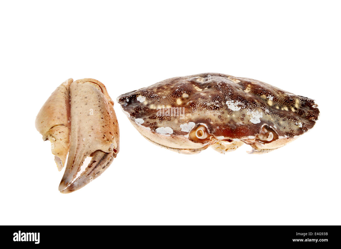 Dried and bleached crab shell and claw isolated against white Stock Photo