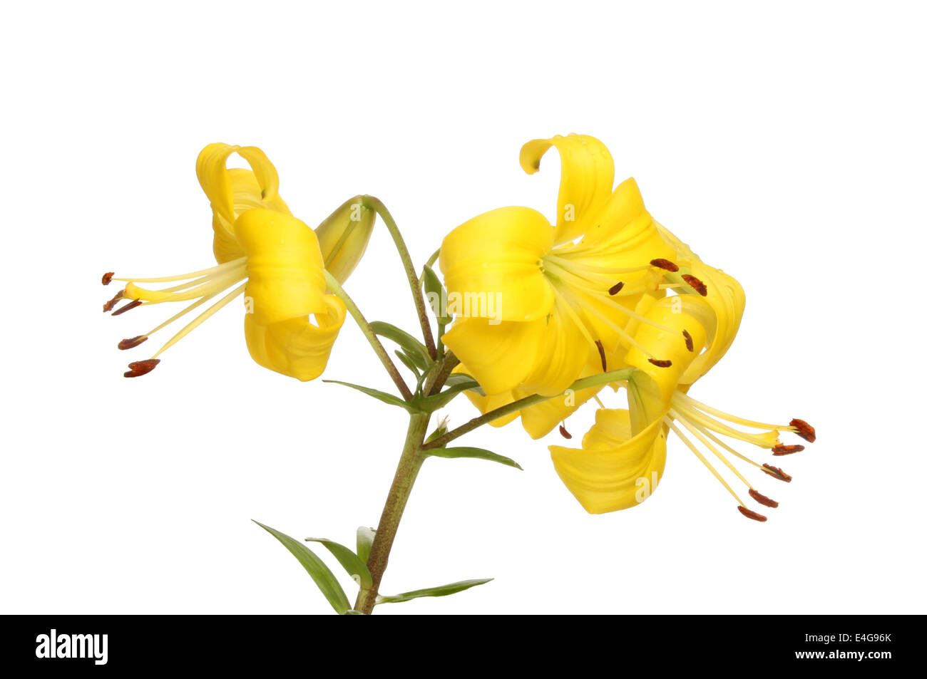 Yellow Asiatic lily flowers isolated against white Stock Photo