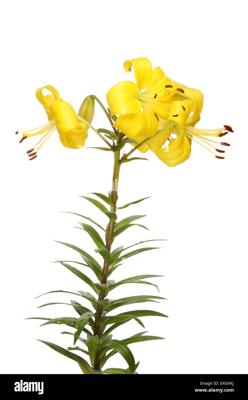 yellow Asiatic lily flowers and foliage isolated against white Stock Photo