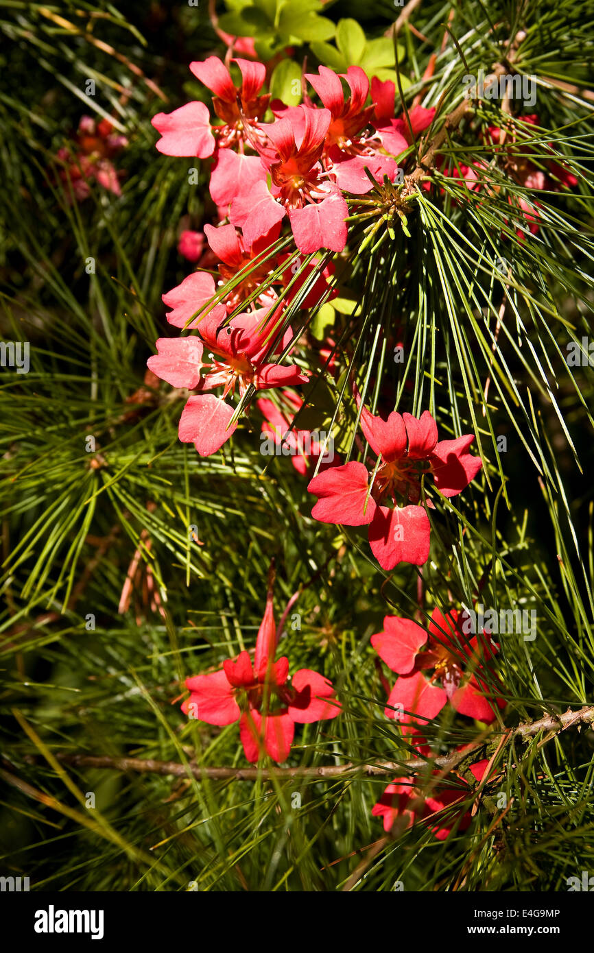 Closeup of red flowers on the Piraoeae Weymouth Pine Pinus Strobus tree inside the Dundee Botanical Gardens, UK Stock Photo