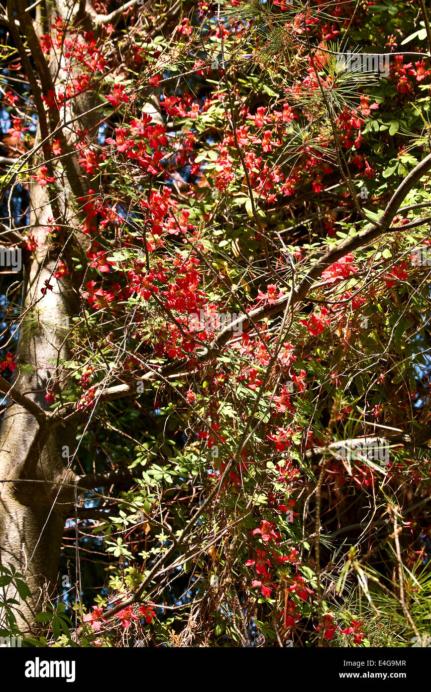 Red flowers on the Piraoeae Weymouth Pine Pinus Strobus tree inside the Dundee Botanical Gardens, UK Stock Photo