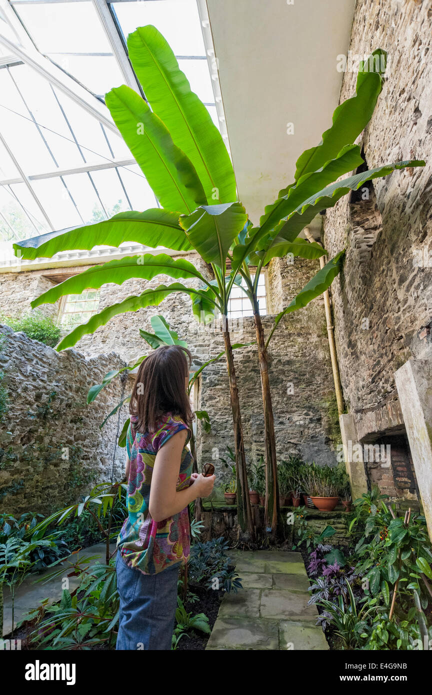 Woman visitor looks with interest at giant plants in the tropical plant house of Aberglasney House Stock Photo
