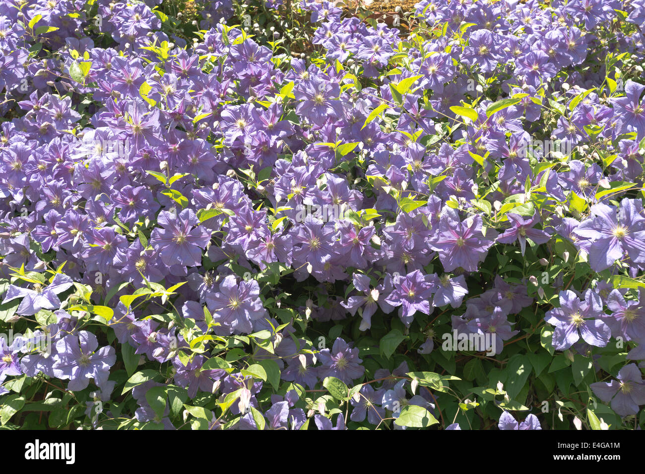 Abundant pale lilac purple flowers of clematis shrub compliment clear blue sunny summer sky Stock Photo