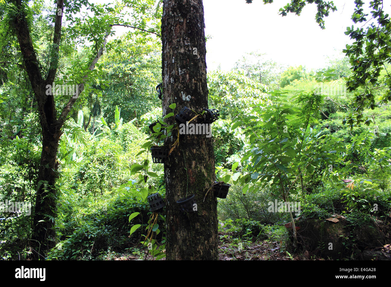 Orchids hanging from a tree trunk in Thailand rain forest Stock Photo