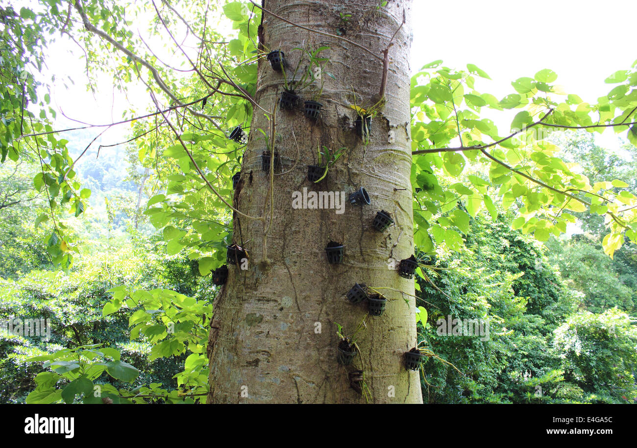Orchids hanging from a tree trunk in Thailand rain forest Stock Photo