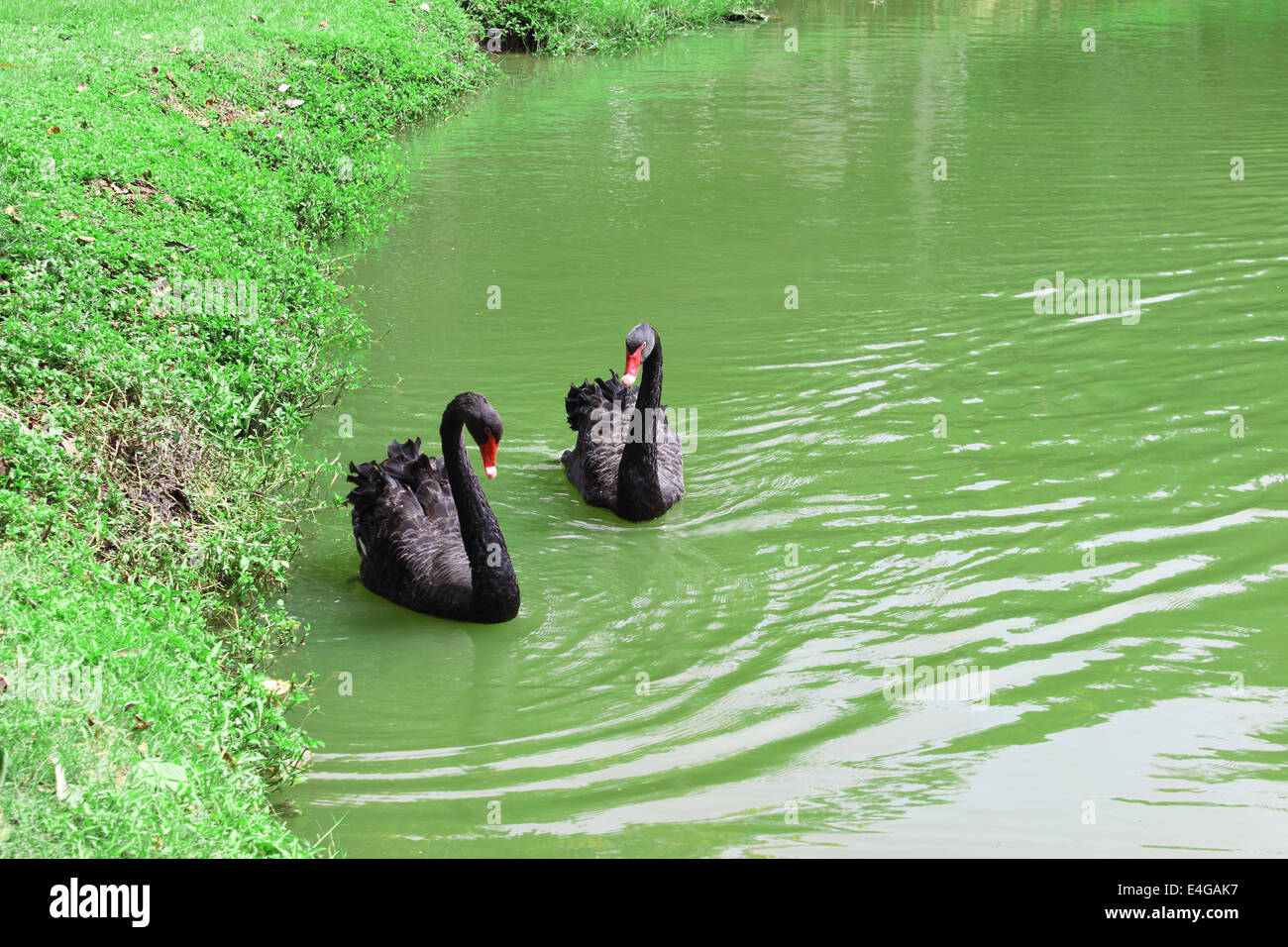 Black Swans in the river Stock Photo Alamy