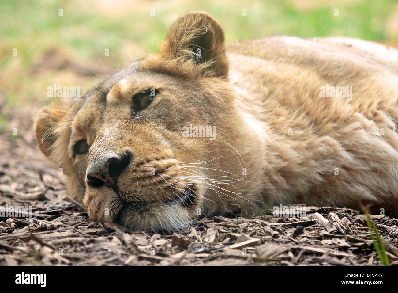 A female lion (Panthera leo) is sleeping on the ground Stock Photo