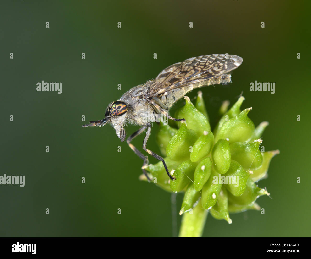 Cleg-fly - Haematopota pluvialis Stock Photo